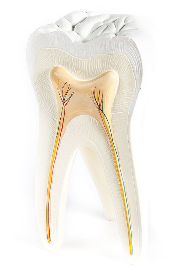 tooth model Select Dental